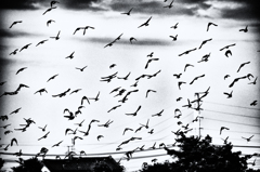 DSC_1665-1s1