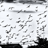 DSC_1665-1s1