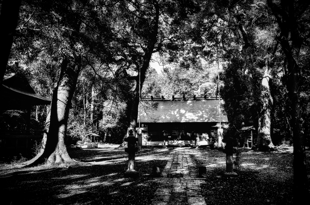 DSC_2356-6-3