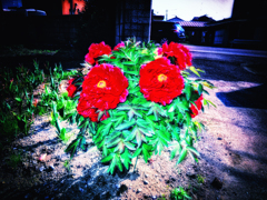 DSCN9878-2