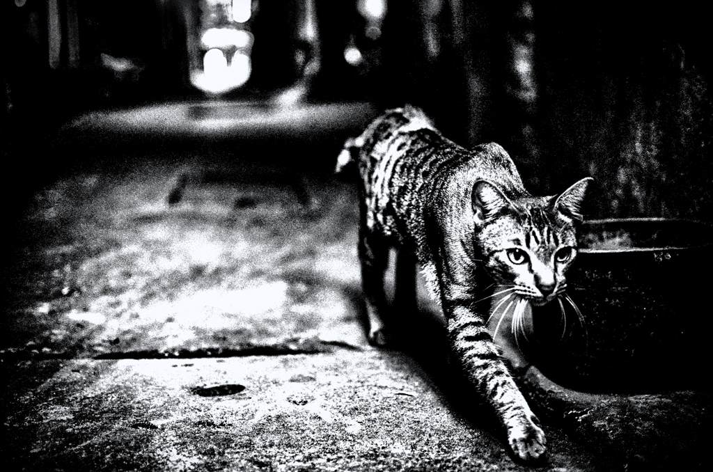 DSC_3527-43-3-5-5-3-2s2