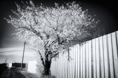 IMG_7550-5-2-2-2s