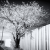 IMG_7550-5-2-2-2s