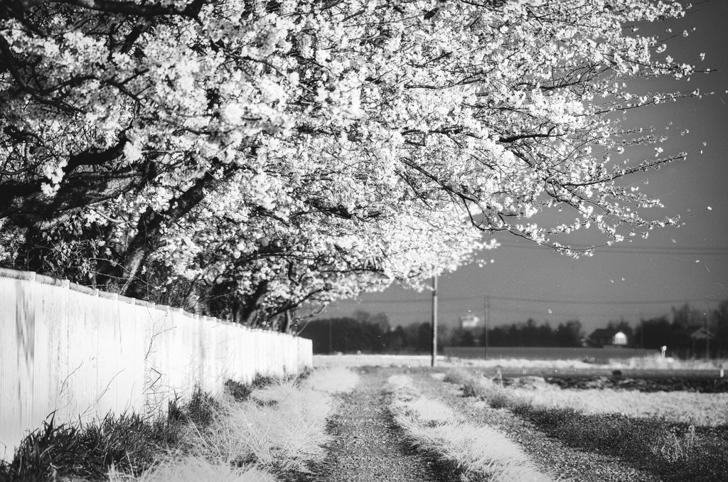 DSC_7815_004-3-2-2-2-2 (1)