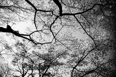 DSC_1116-4-31