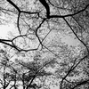 DSC_1116-4-31