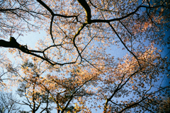 DSC_1116-4-3