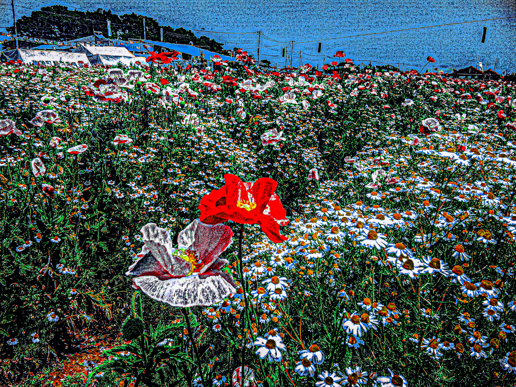 IMGP3952-2-4-2-2-3-2