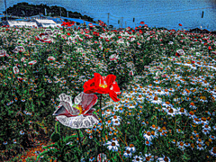 IMGP3952-2-4-2-2-3-2