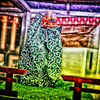 IMG_8080-111