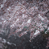 雪桜８