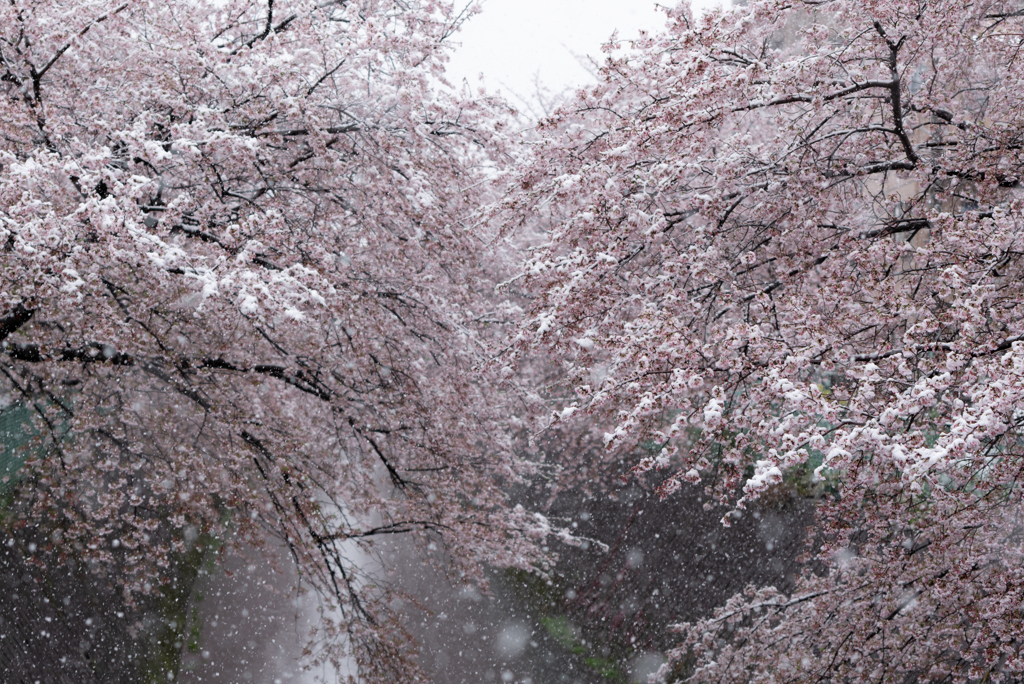 雪桜１０