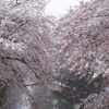雪桜１０
