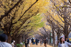 週末の神宮外苑イチョウ並木