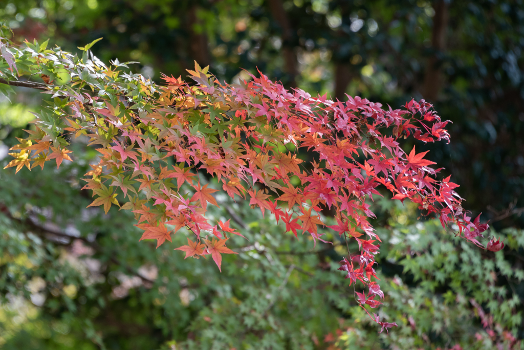 紅葉の始まり