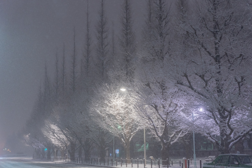 都心　雪化粧　＠神宮外苑　０９