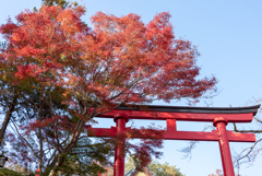 鳥居に負けない紅