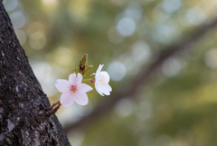 桜