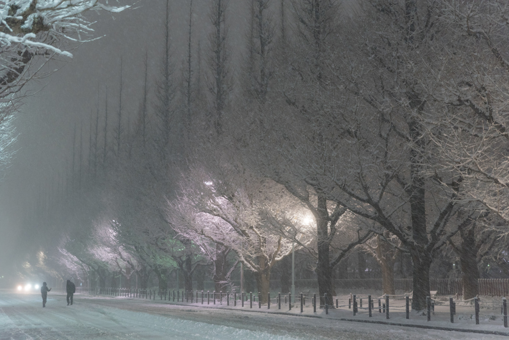 都心　雪化粧　＠神宮外苑　０５