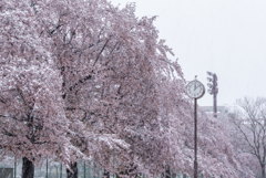 雪桜３