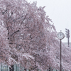 雪桜３