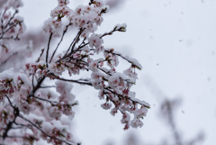 雪桜６