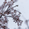 雪桜６