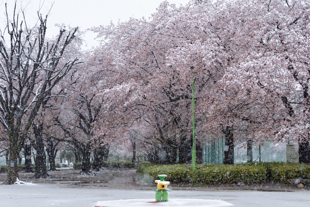 雪桜１