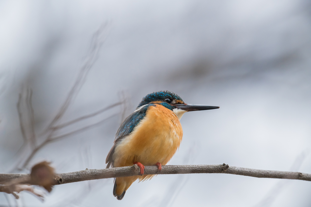 ノートリカワちゃん15