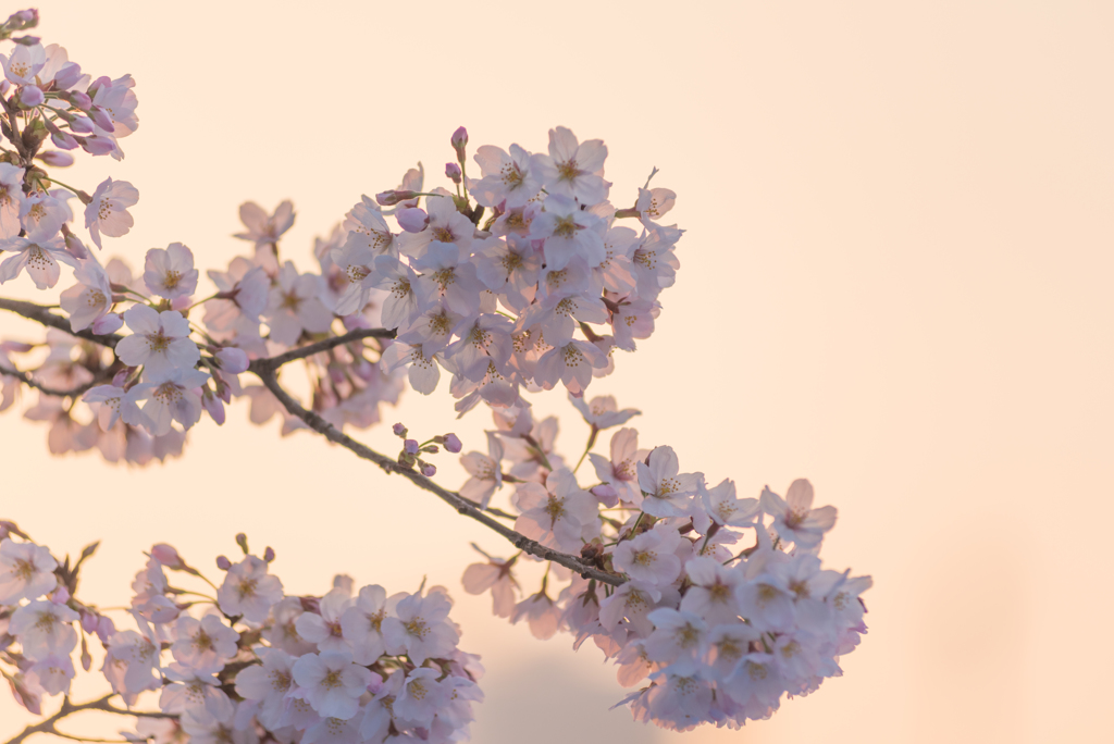 暁の桜