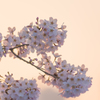 暁の桜