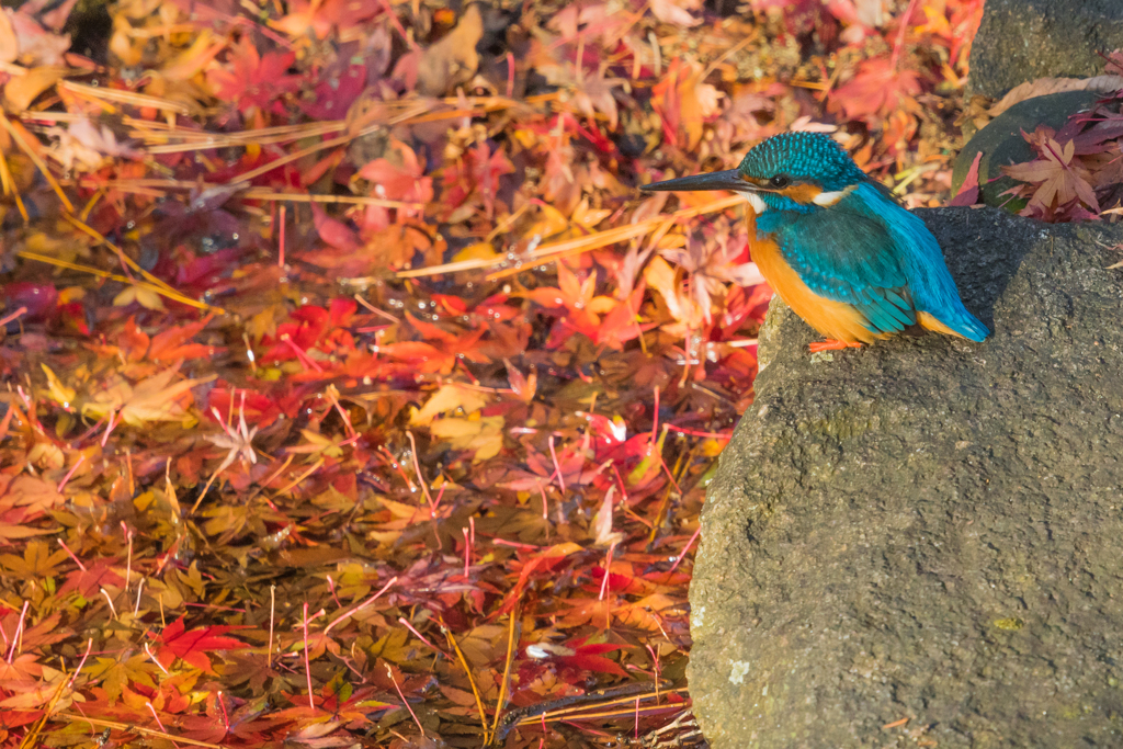 紅の海