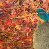 紅の海