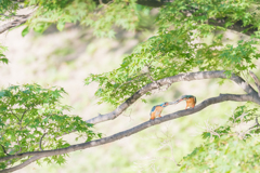 愛の風景
