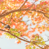 紅葉の展望台