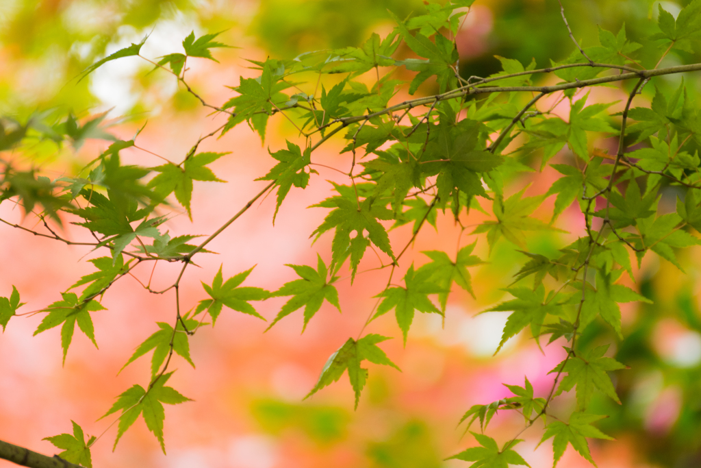 青い紅