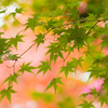 青い紅