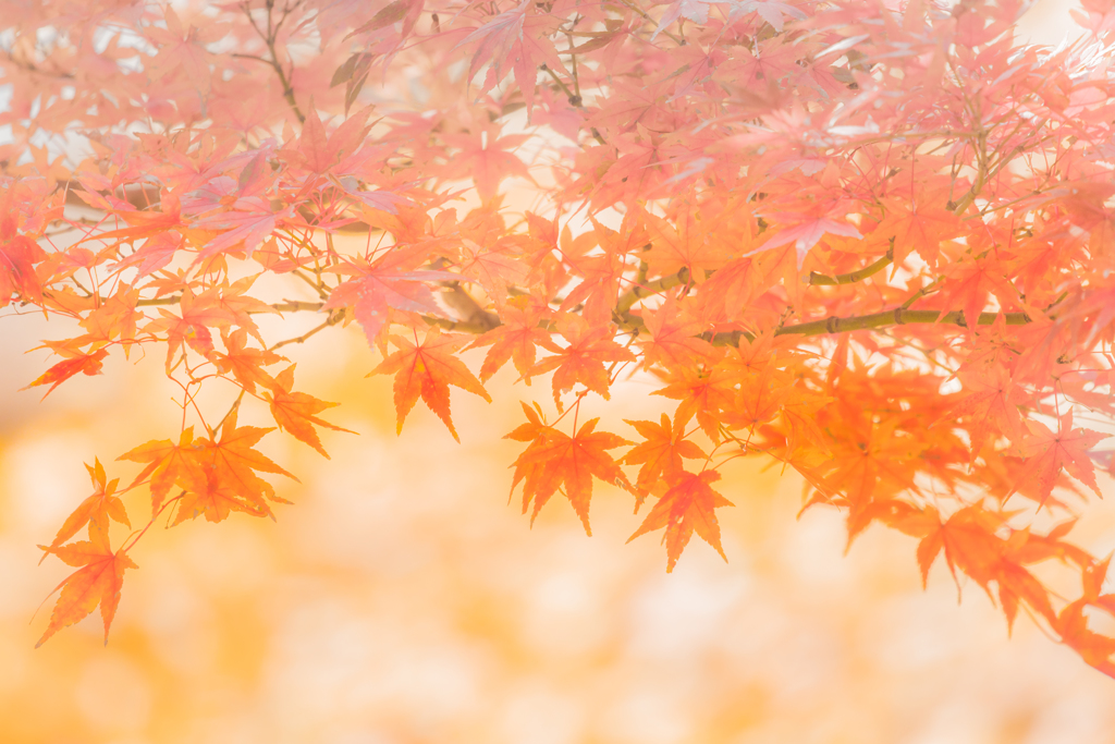 MOMIJIグラデーション