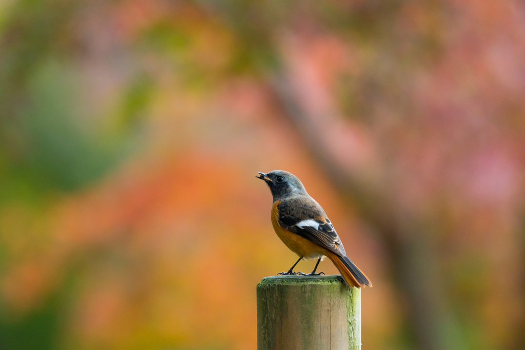 紅葉のおジョウさん