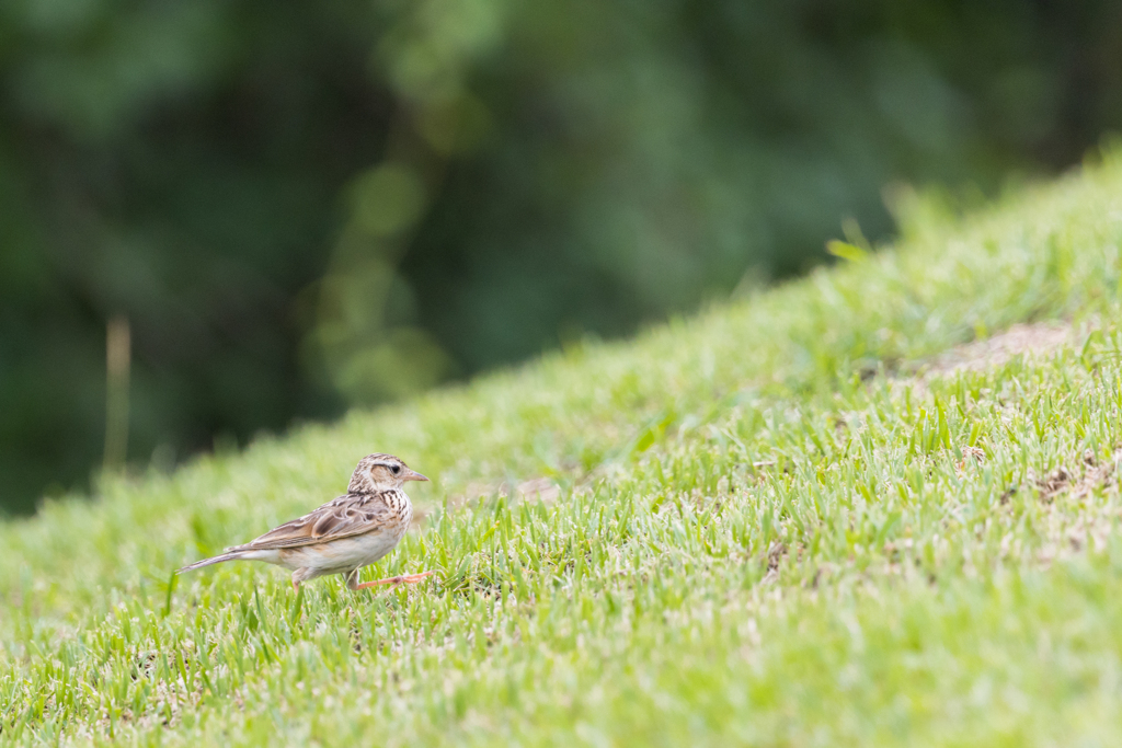 EOS 90D ヒバリ