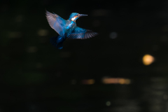蒼の飛翔1