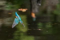 Dive into the pond!!