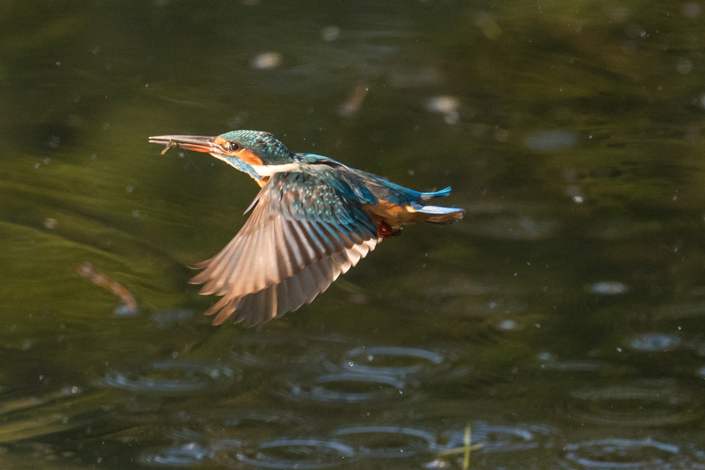 DIVE 3