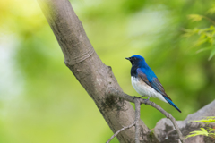 幸せの青い鳥