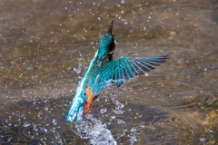 だいぶ DIVE! 14