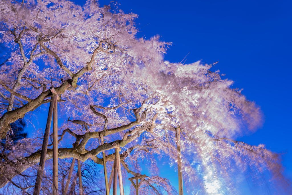 奥山田のしだれ桜2016-1