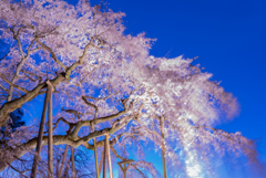 奥山田のしだれ桜2016-1