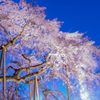 奥山田のしだれ桜2016-1