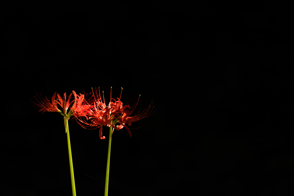 紅