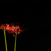 紅
